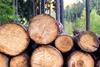 Explaining the disconnect between lumber and timber prices