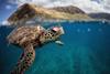 New standards and frameworks arm investors in the battle against biodiversity loss