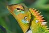 Emerging Market Green Bonds - Report 2024