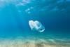 Plastics- pollution, policy and investment potential