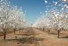 Going long on permanent crops- long-term demand fundamentals of almonds and pistachios