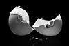 cracked-egg-lg