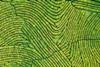 Multi-Asset Investments Views- Midnight oil