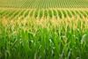 PM-1419-Farmlands-inflation-hedging-characteristics-A-comprehensive-analysis-on-how-different-crop-types-respond-in-an-in