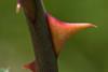 avoiding_the_thorns