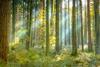 Sustainable Times – Natural capital, climate change and sustainable forests
