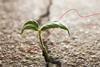 Filling the void A brief history (and future) of lending disruption