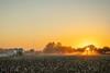 Five reasons to consider an allocation to farmland