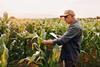 Fields of Dreams The Growing Disparity Between Yield Forecasts and Reality