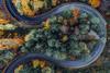 Sustainable forestry Investing