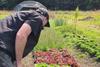 Real estate case study- Lauriston Farm