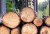 Explaining the disconnect between lumber and timber prices