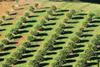 Orange plantation in Australia