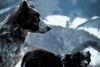 Mountain dogs