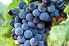 Understanding wine grape farmland investing