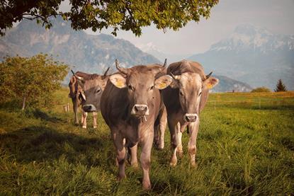 Nothing Burger- The Drivers Behind US Cattle Herd Size Stagnation