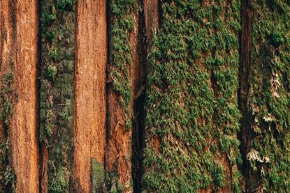 PM-648762-Viewpoint-Why-invest-in-sustainably-managed-timberland_hero-banner_1200x628