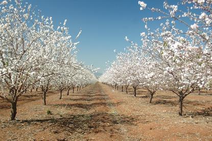 Going long on permanent crops- long-term demand fundamentals of almonds and pistachios