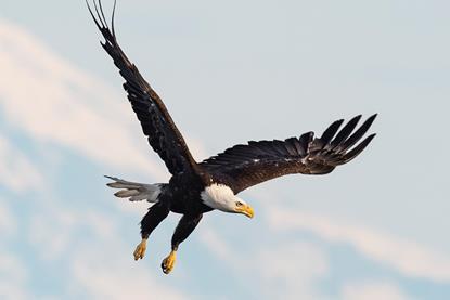 CIO_Weekly_Saccocia_December_8_2025_1600x500_Hero