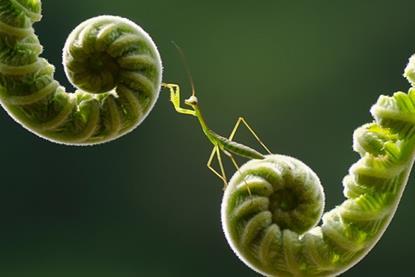 Emerging Market Green Bonds - Report 2022