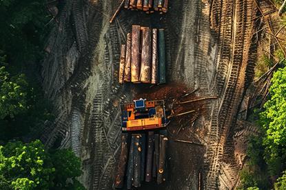 How can you invest in sustainable forestry?
