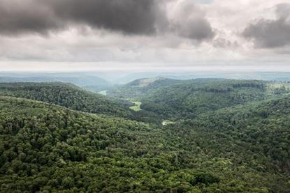 Key takeaways from COP30 for natural capital investors