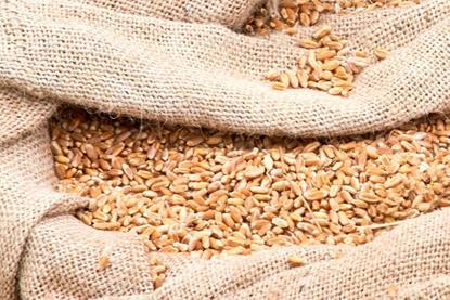 Trade Finance case study- Ensuring food security in Egypt