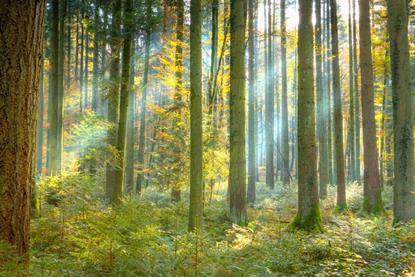 Sustainable Times – Natural capital, climate change and sustainable forests