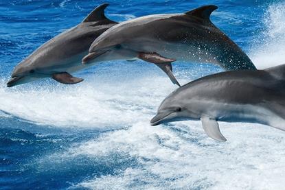 Ocean pledges create waves of opportunity