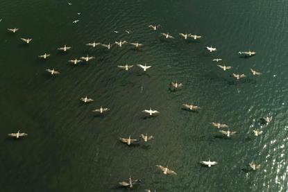 pelicans-over-sea-placeholder