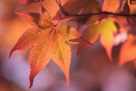 pexels-alexasfotos-6930510
