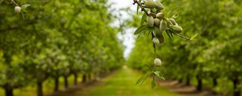 madera_23_almonds_005_small